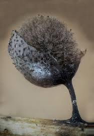 Attēlu rezultāti vaicājumam “Lamproderma pseudomaculatum spores”