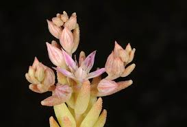 Attēlu rezultāti vaicājumam “Sedum pallidum flower”