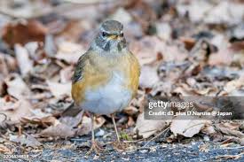 Image result for Turdus obscurus