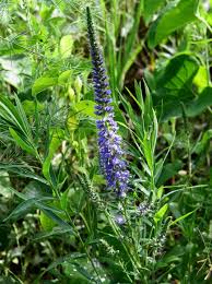 Attēlu rezultāti vaicājumam “Veronica spicata leaf”