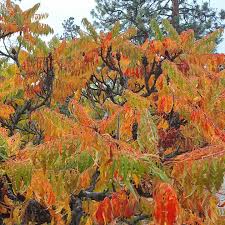 Attēlu rezultāti vaicājumam “Rhus typhina leaf”