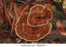 Attēlu rezultāti vaicājumam “Onnia tomentosa”