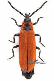 Attēlu rezultāti vaicājumam “Lygistopterus sanguineus larva”