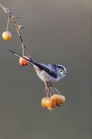 Attēlu rezultāti vaicājumam “Aegithalos caudatus adult”