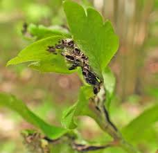 Attēlu rezultāti vaicājumam “Octospora splachnophila spores”