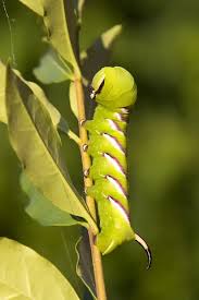 Attēlu rezultāti vaicājumam “Sphinx ligustri”