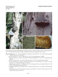 Attēlu rezultāti vaicājumam “Lycogala confusum young”