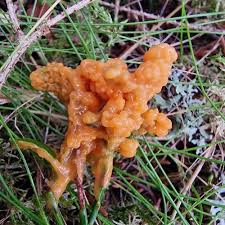 Attēlu rezultāti vaicājumam “Heterotrichia ferruginea (syn. Arcyria ferruginea) macro”