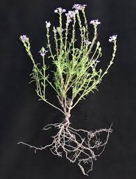 Attēlu rezultāti vaicājumam “Scrophulariaceae”