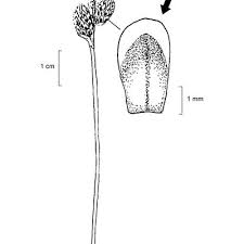 Attēlu rezultāti vaicājumam “Carex ericetorum”