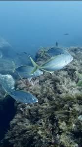 Image result for Pseudocaranx dentex