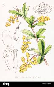 Attēlu rezultāti vaicājumam “Berberis vulgaris flower”