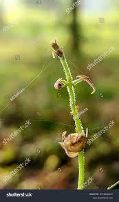 Attēlu rezultāti vaicājumam “Ranunculus flammula bud”