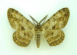 Attēlu rezultāti vaicājumam “Hypomecis roboraria”