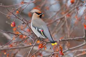 Attēlu rezultāti vaicājumam “Bombycilla garrulus”