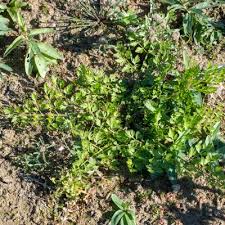 Attēlu rezultāti vaicājumam “Oenanthe aquatica fruit”