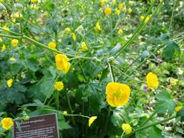 Attēlu rezultāti vaicājumam “Ranunculus lanuginosus”