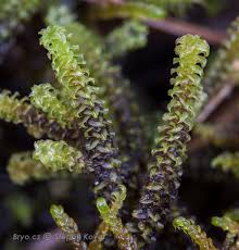 Attēlu rezultāti vaicājumam “Paludella squarrosa”