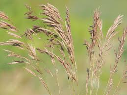 Attēlu rezultāti vaicājumam “Bromopsis inermis fruit”