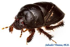 Attēlu rezultāti vaicājumam “Cydnidae”