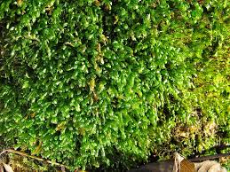 Attēlu rezultāti vaicājumam “Homalia trichomanoides”