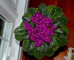 Image result for Saintpaulia ionantha Culitvar