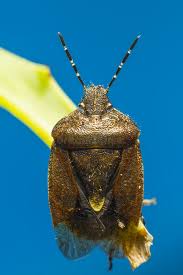 Attēlu rezultāti vaicājumam “Coreus marginatus”