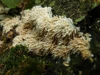 Attēlu rezultāti vaicājumam “Hydnocristella himantia”