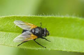 Attēlu rezultāti vaicājumam “Mesembrina meridiana”