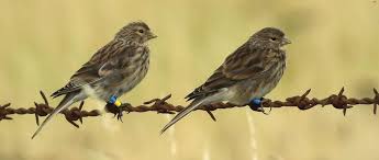 Image result for twite photo