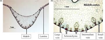 Attēlu rezultāti vaicājumam “Zea mays leaf”