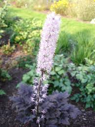 Image result for Silberkerze