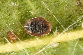 Attēlu rezultāti vaicājumam “Aleurochiton aceris”