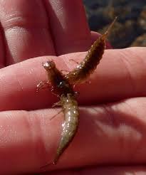 Attēlu rezultāti vaicājumam “Colymbetes striatus”