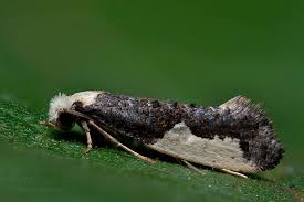 Attēlu rezultāti vaicājumam “Monopis monachella”