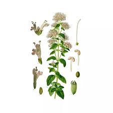 Attēlu rezultāti vaicājumam “Origanum vulgare bud”