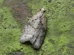 Attēlu rezultāti vaicājumam “Capua vulgana”