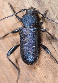 Attēlu rezultāti vaicājumam “Callidium violaceum”