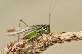 Attēlu rezultāti vaicājumam “Metrioptera roeselii”