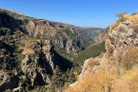 Attēlu rezultāti vaicājumam “Libanotis montana”