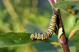 Image result for monarch caterpillar