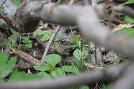 Attēlu rezultāti vaicājumam “Fringilla coelebs nest”
