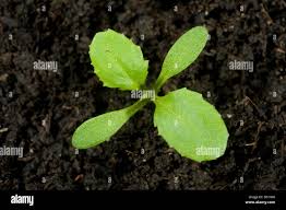 Attēlu rezultāti vaicājumam “Senecio vulgaris leaf”