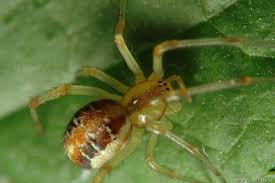 Attēlu rezultāti vaicājumam “Phylloneta cocoon”