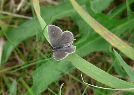 Attēlu rezultāti vaicājumam “Everes argiades female”