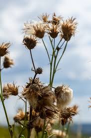 Attēlu rezultāti vaicājumam “Centaurea scabiosa bud”