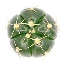 Image result for Gymnocalycium