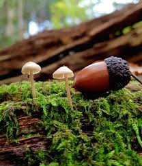 Attēlu rezultāti vaicājumam “Sutorius luridiformis”