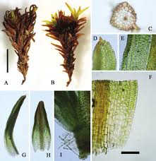Attēlu rezultāti vaicājumam “Harpanthus flotovianus cells”