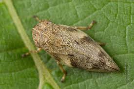 Attēlu rezultāti vaicājumam “Aphrophoridae nymph”